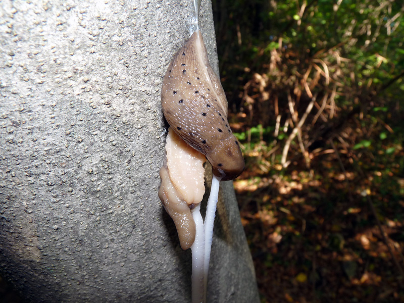 Accoppiamenti di Limax (redii-punctulatus?)